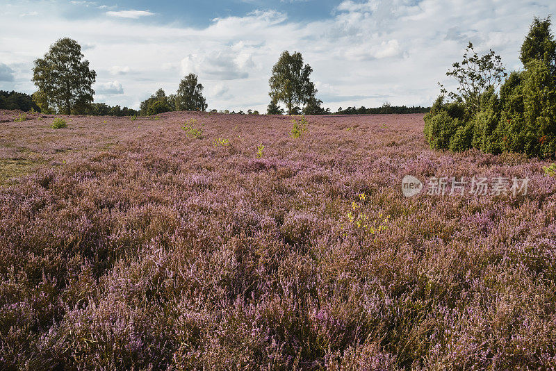 Luneburger Heath，盛开的石南地